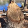 Tyler State Park gift card