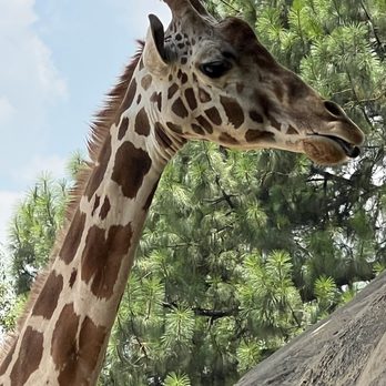 Zoológico de Chapultepec - Zoos Near Me - México, D.F., DIF Zoológico de Chapultepec - Zoos Near Me - México, D.F., DIF