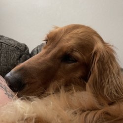 Two Ponds Pet Lodge Gift Greeting Cards Email, Text or Print