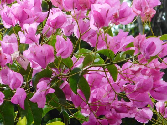 Parque de Santa Catarina by null