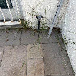 Not sanded properly - weeds growing all along edges Not sanded properly - weeds growing all along edges