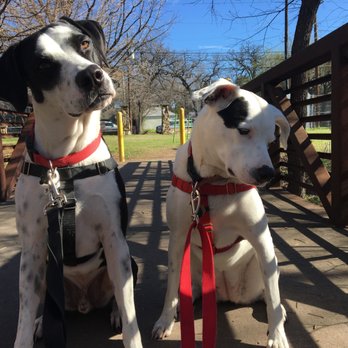 Freedog Austin - Dog Walkers Near Me Freedog Austin - Dog Walkers Near Me