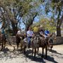 Photo of Paseos a caballo