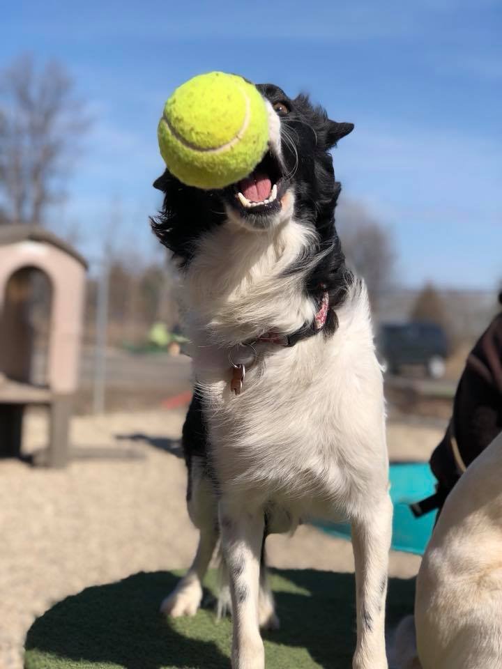 DOGS BAY DOGGIE DAYCARE NORTH Updated August 2024 11 Photos 3225