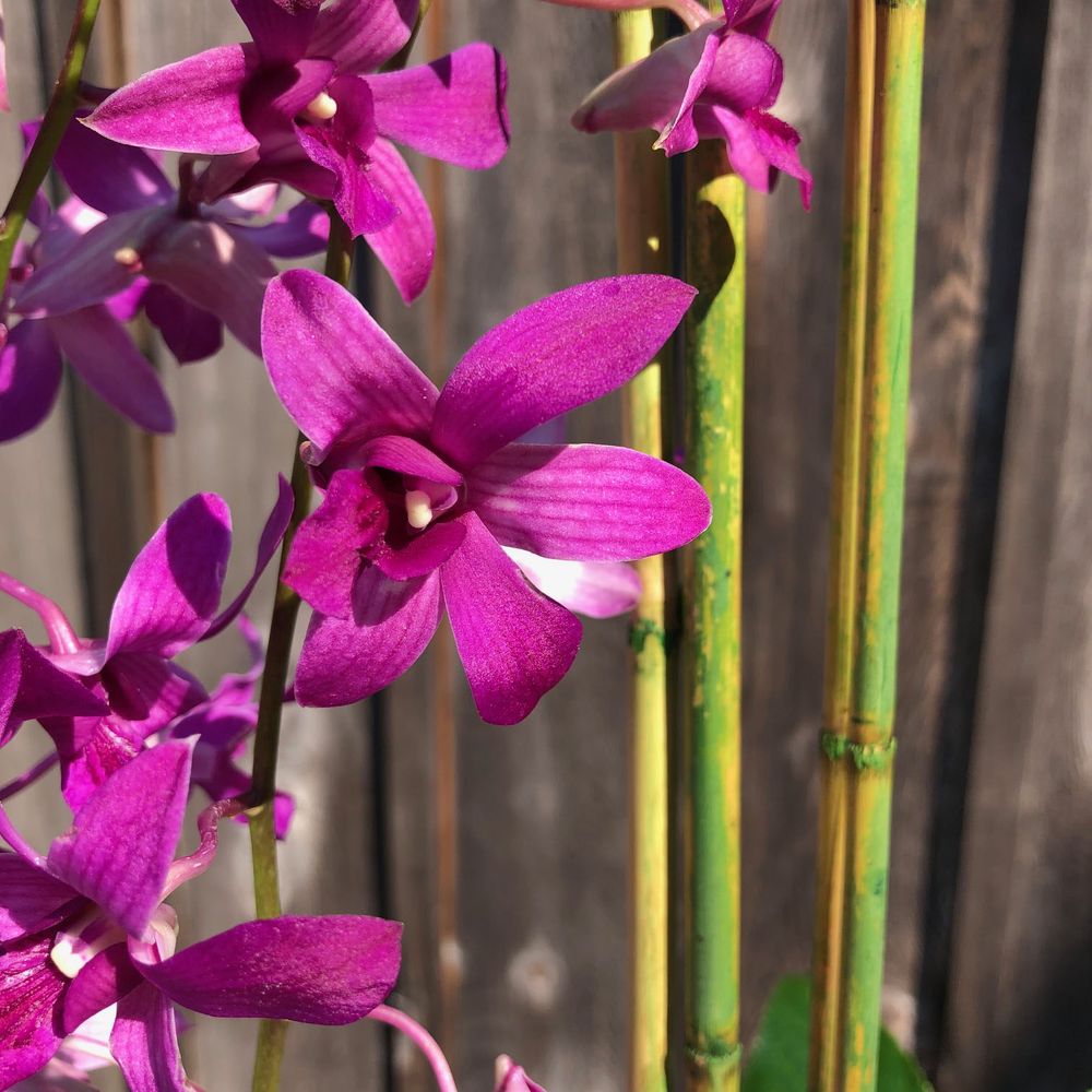Seattle Flowers - Zen Artistry -- Standard close-up. - Florists Near Me - Seattle, Washington Seattle Flowers - Zen Artistry -- Standard close-up. - Florists Near Me - Seattle, Washington