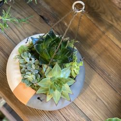 Dandelion Home And Garden - Air Succulents -- no dirt no water!