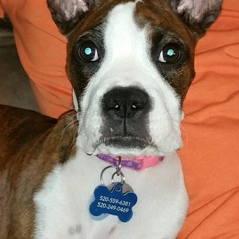 The Puppy Place - Pet Stores Near Me - Tucson, Arizona