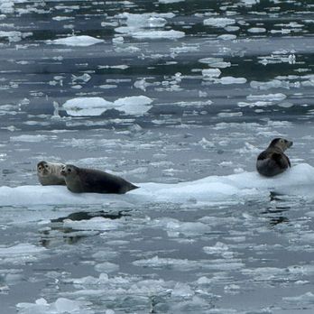 Major Marine Tours - Seals by Northwestern glacier - Boating Near Me - Seward, Alaska