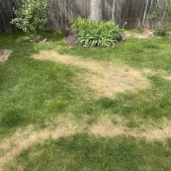 Groundhog Turf Care - This is one week after the gas leak from Groundhog Turf Care's fertilizer machine. - Landscaping Near Me - Derry, New Hampshire