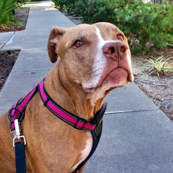 Crow Canyon Pet Sitting - Dog Walkers Near Me - San Ramon, California Crow Canyon Pet Sitting - Dog Walkers Near Me - San Ramon, California