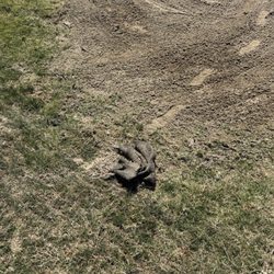 The Golf Club at Copper Valley - Horrible bunker