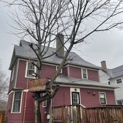 Wise Owl Tree Company - Before