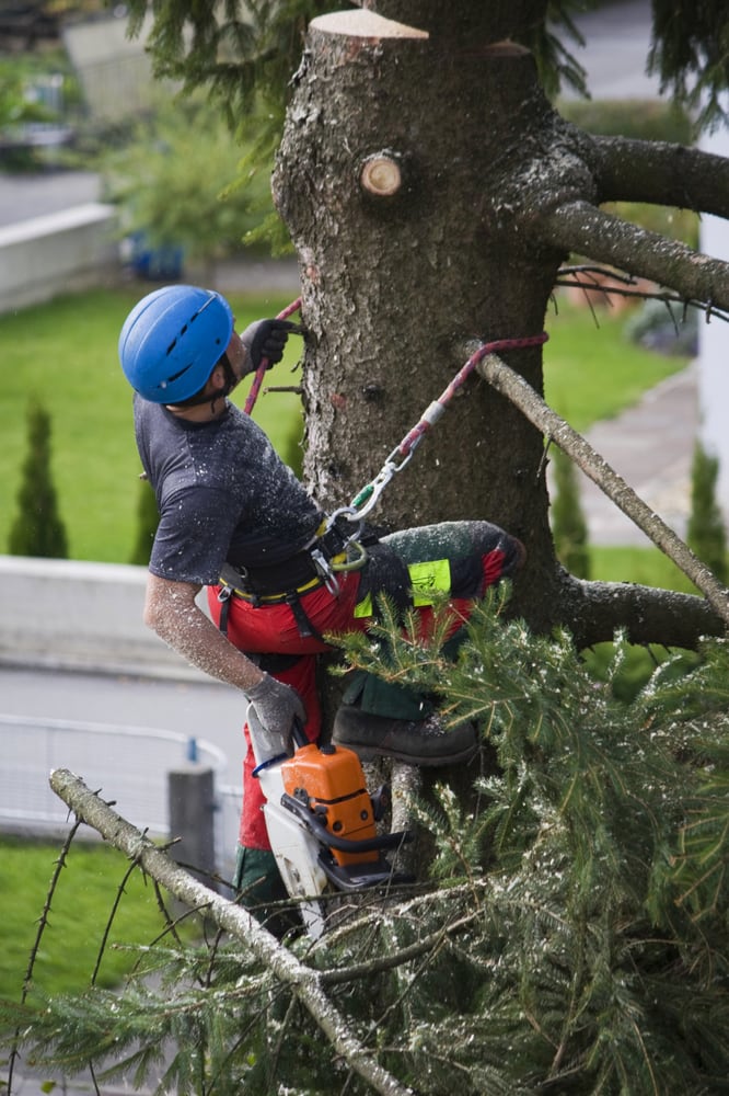 ROD’S TREE SERVICE - Updated April 2026 - 110 Photos &amp; 163 Reviews ...