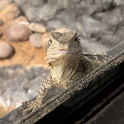 Reptilandia Reptile Lagoon