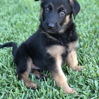 Glendora Pet Care Center - Our baby girl August - Veterinarians Near Me - Glendora, California