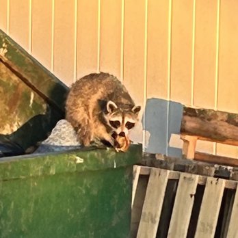 Residence Inn St. Louis O'Fallon - Racoon by the trash can - Hotels Near Me - O'Fallon, Missouri Residence Inn St. Louis O'Fallon - Racoon by the trash can - Hotels Near Me - O'Fallon, Missouri