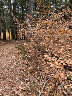 Hartwick Pines Logging Museum by null