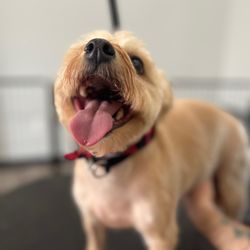 Olympic Pet Spa
