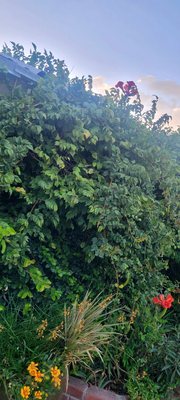 Ardovino's Desert Crossing by null