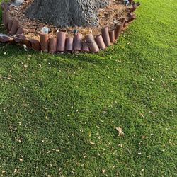 Colorado Turfin - Bunched up turf