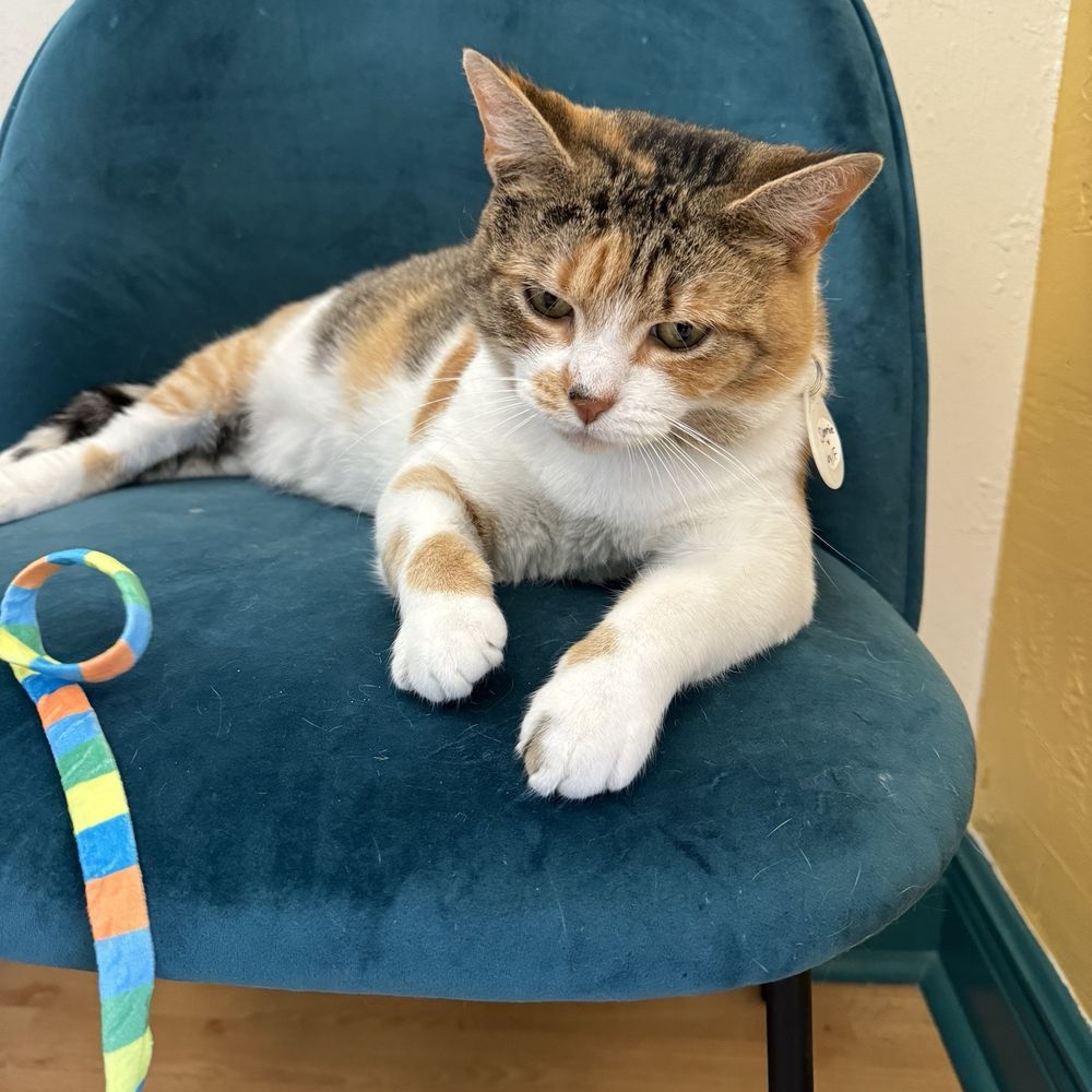 Feeline Good Cat Cafe - Cafes Near Me - Gainesville, Florida Feeline Good Cat Cafe - Cafes Near Me - Gainesville, Florida