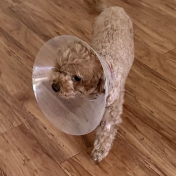 Oasis Pet Clinic - Veterinarians Near Me - Fullerton, California Oasis Pet Clinic - Veterinarians Near Me - Fullerton, California