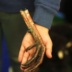 Zionsville Nature Center - They have a bunch of animal body parts to touch (this sounds much grosser than it actually is)