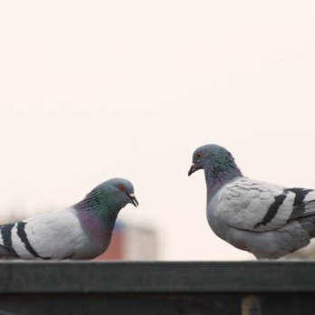 Got Pigeons - Pest Control Near Me - Surprise, Arizona Got Pigeons - Pest Control Near Me - Surprise, Arizona