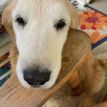 Best Paw First - Pet Sitting Near Me