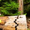 Lewis Creek Trail gift card