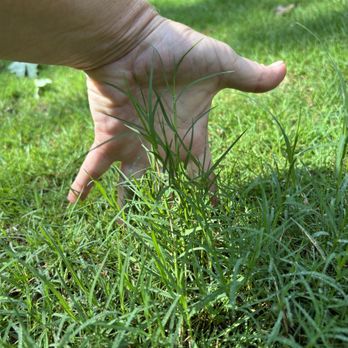 Atlanta Sod Company - Landscaping Near Me - Conyers, Georgia Atlanta Sod Company - Landscaping Near Me - Conyers, Georgia