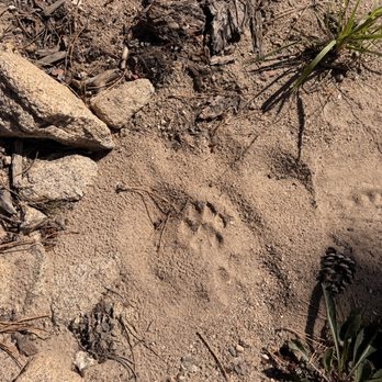 WildSide 4x4 Tours - mountain lion was here recently - Tours Near Me WildSide 4x4 Tours - mountain lion was here recently - Tours Near Me