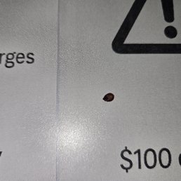 Bed bug I put on the front desk. Bed bug I put on the front desk.
