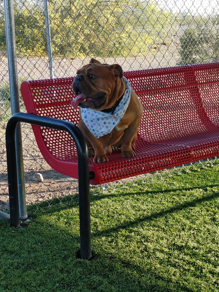 CHEVRON EHRENBERG DOG PARK Updated May 2024 18221 Tom Wells Rd