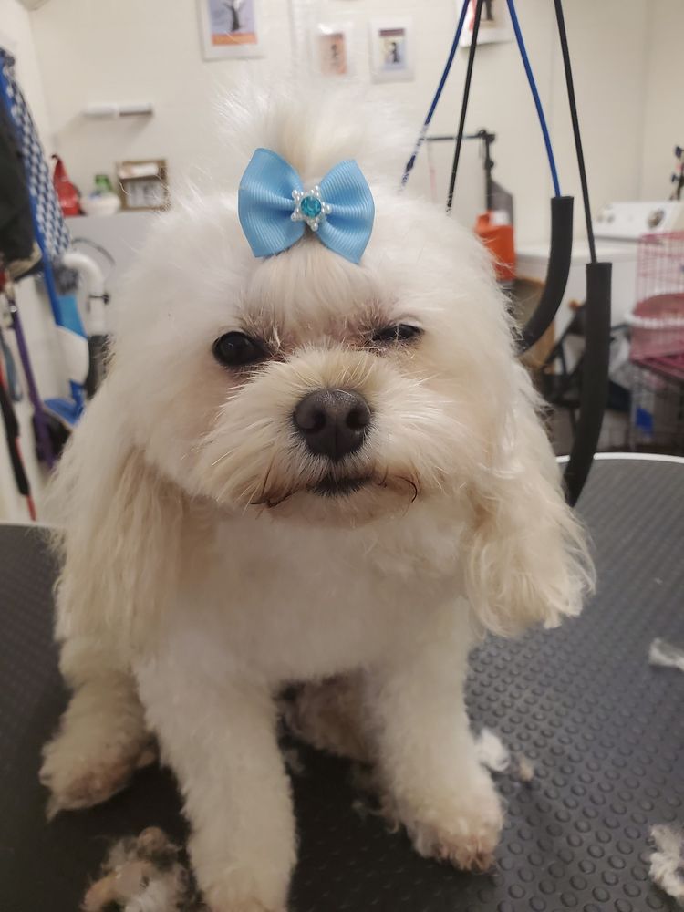 NORTH MONROE DOG GROOMING Updated August 2024 21 Martha Dr, Monroe