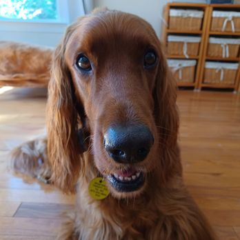 Atlantic Veterinary Hospital - Veterinarians Near Me - Jacksonville, Florida