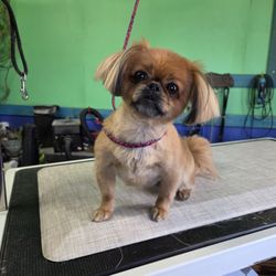 Canine Paw Spa - Miss Race the sweetest little girl ever!