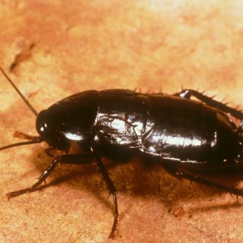 Diam Pest Control - Pest Control Near Me - Urbandale, Iowa