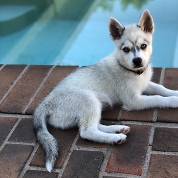 Kika's Klee Kai Huskies in Miniature - Koda 3 months - Pet Breeders Near Me - Riverside, California Kika's Klee Kai Huskies in Miniature - Koda 3 months - Pet Breeders Near Me - Riverside, California