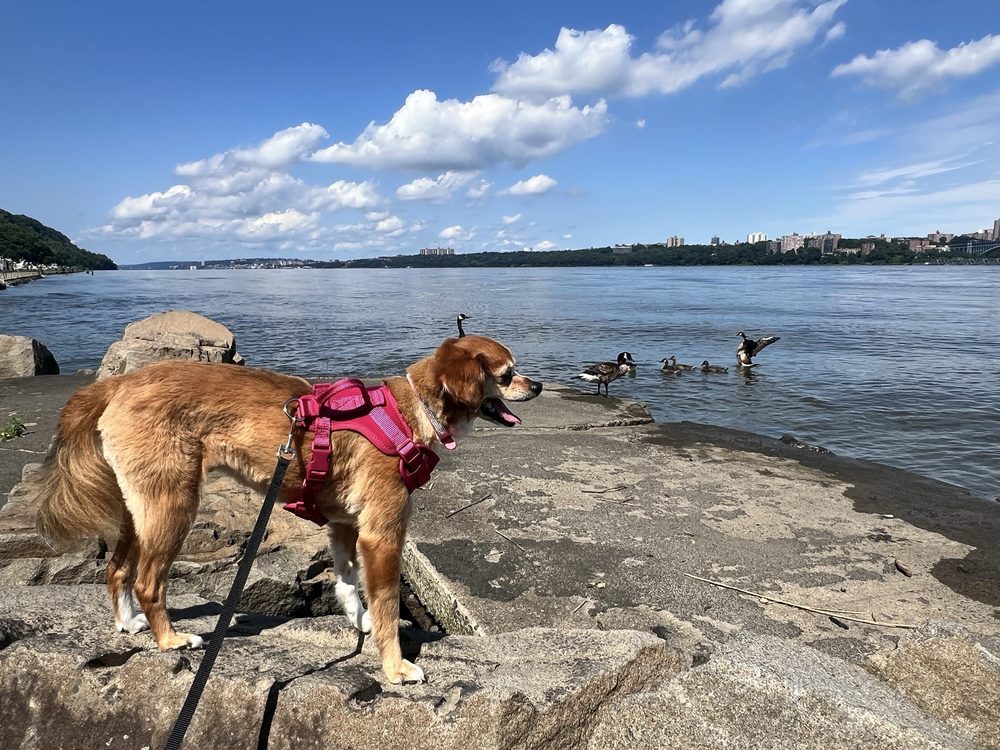 ROSS DOCK PICNIC AREA Updated November 2024 119 Photos & 18 Reviews