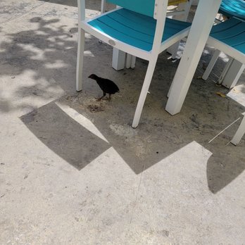 Seaside Cafe - Friendly foul - Pizza Near Me - Key West, Florida
