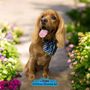 Photo of Doggie Glamorous Grooming Spa
