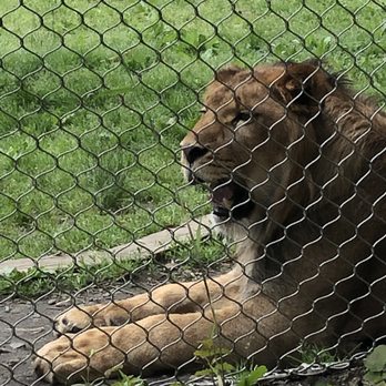 Six Flags Great Adventure - Panting lion - Amusement Parks Near Me - Jackson Township, New Jersey Six Flags Great Adventure - Panting lion - Amusement Parks Near Me - Jackson Township, New Jersey