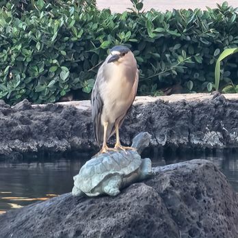Longhi's - Cool bird, 'Auku'u (Black-Crowned Night Heron) - Seafood Near Me - Kapolei, Hawaii Longhi's - Cool bird, 'Auku'u (Black-Crowned Night Heron) - Seafood Near Me - Kapolei, Hawaii