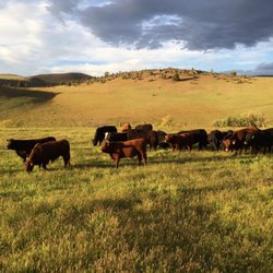 Pioneer Cattle