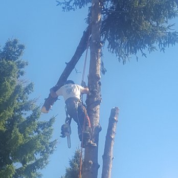 Superior Tree & Landscapes - Spruce Removal - Landscaping Near Me