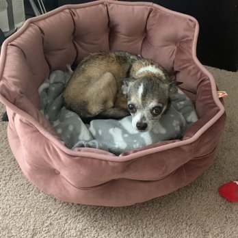 Emergency Veterinary Hospital - Lola luv u with all my - Veterinarians Near Me - Ann Arbor, Michigan Emergency Veterinary Hospital - Lola luv u with all my - Veterinarians Near Me - Ann Arbor, Michigan