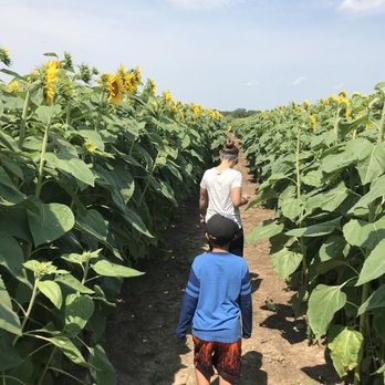 Jelli's Market - two people walking through a field of sunflowers - Farmers Market Near Me - Sullivan, Wisconsin