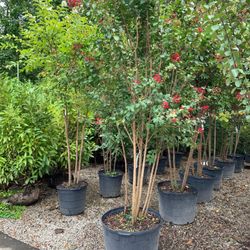 Walpole Outdoors at Bay Gardens - 10 foot Crape Myrtle.