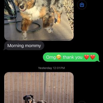 Wagging Tails Pet Resort - Update texts - Pet Sitting Near Me - Tempe, Arizona Wagging Tails Pet Resort - Update texts - Pet Sitting Near Me - Tempe, Arizona